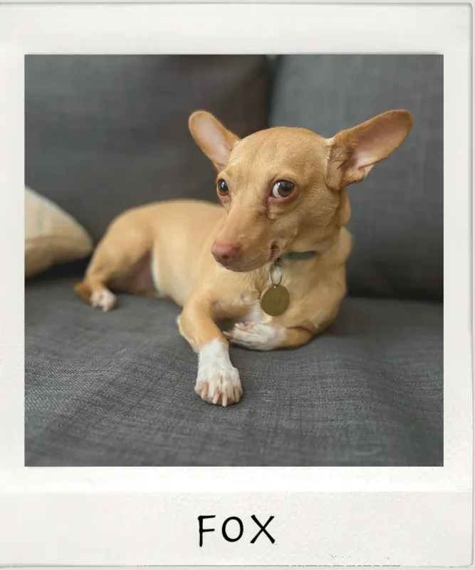 Photo of chihuahua with label 'Fox'