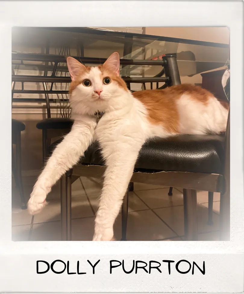 Photo of orange and white cat with label 'Dolly Purrton'