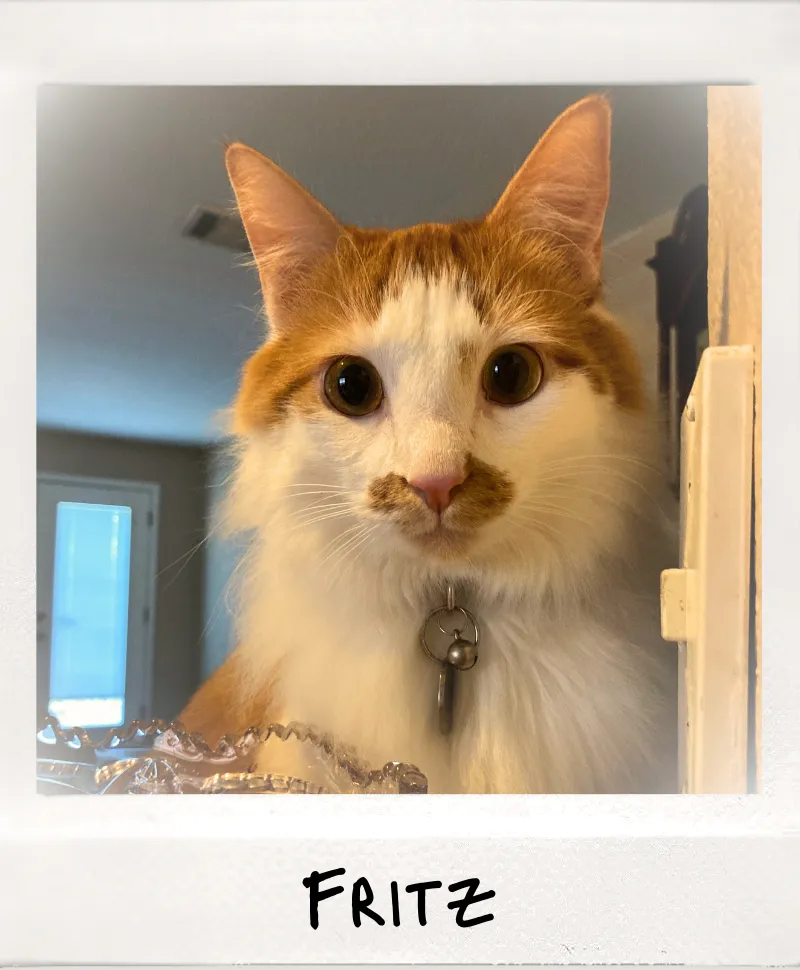 Photo of orange and white cat with label 'Fritz'